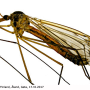 Tipula (Vestiplex) nubeculosa : habitus - male