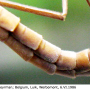 Tipula (Vestiplex) nubeculosa : body part(s) - abdomen
