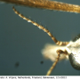 Tipula (Vestiplex) nubeculosa : body part(s) - antenna