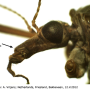 Tipula (Vestiplex) nubeculosa : body part(s) - head