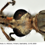 Tipula (Vestiplex) nubeculosa : body part(s) - head