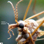 Tipula (Vestiplex) nubeculosa : body part(s) - head and antenna