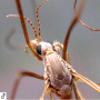 Tipula (Vestiplex) nubeculosa : body part(s) - head and thorax