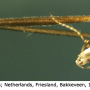 Tipula (Vestiplex) nubeculosa : body part(s) - leg