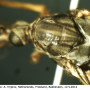 Tipula (Vestiplex) nubeculosa : body part(s) - thorax