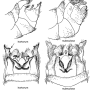 Tipula (Vestiplex) nubeculosa : hypopygium