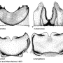 Tipula (Vestiplex) nubeculosa : hypopygium