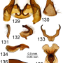 Tipula (Vestiplex) nubeculosa : hypopygium