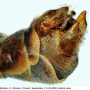 Tipula (Vestiplex) nubeculosa : hypopygium