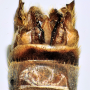 Tipula (Vestiplex) nubeculosa : hypopygium
