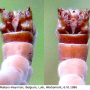 Tipula (Vestiplex) nubeculosa : hypopygium