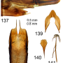 Tipula (Vestiplex) nubeculosa : ovipositor