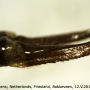 Tipula (Vestiplex) nubeculosa : ovipositor