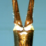 Tipula (Vestiplex) nubeculosa : ovipositor