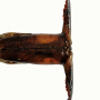 Tipula (Vestiplex) nubeculosa : ovipositor