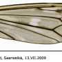 Tipula (Vestiplex) nubeculosa : wing