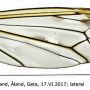 Tipula (Vestiplex) nubeculosa : wing