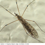 Tipula (Savtshenkia) obsoleta : habitus - female