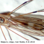 Tipula (Savtshenkia) obsoleta : habitus - female