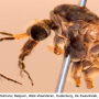 Tipula (Savtshenkia) obsoleta : body part(s) - head and thorax