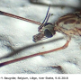 Tipula (Savtshenkia) obsoleta : body part(s) - head and thorax
