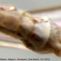 Tipula (Savtshenkia) obsoleta : hypopygium