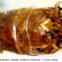 Tipula (Savtshenkia) obsoleta : hypopygium