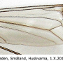 Tipula (Savtshenkia) obsoleta : wing