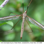 Tipula (Tipula) oleracea : habitus - female