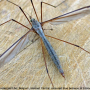Tipula (Tipula) oleracea : habitus - female