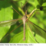 Tipula (Tipula) oleracea : habitus - male