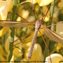 Tipula (Tipula) oleracea : habitus - male