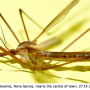 Tipula (Tipula) oleracea : habitus - male
