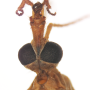 Tipula (Tipula) oleracea : body part(s) - head