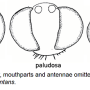 Tipula (Tipula) oleracea : body part(s) - head