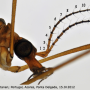 Tipula (Tipula) oleracea : body part(s) - head and antenna