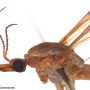 Tipula (Tipula) oleracea : body part(s) - head and thorax