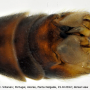 Tipula (Tipula) oleracea : hypopygium