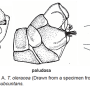 Tipula (Tipula) oleracea : hypopygium