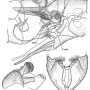 Tipula (Tipula) oleracea : hypopygium