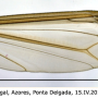 Tipula (Tipula) oleracea : wing