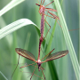 Tipula (Tipula) orientalis : habitus - copula
