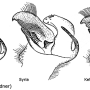 Tipula (Tipula) orientalis : hypopygium