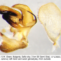 Tipula (Tipula) orientalis : hypopygium