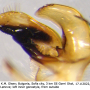 Tipula (Tipula) orientalis : hypopygium