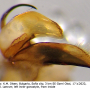 Tipula (Tipula) orientalis : hypopygium