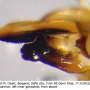 Tipula (Tipula) orientalis : hypopygium