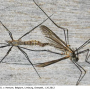 Tipula (Savtshenkia) pagana : habitus - copula