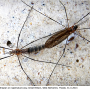 Tipula (Savtshenkia) pagana : habitus - copula