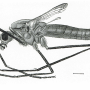 Tipula (Savtshenkia) pagana : habitus - female